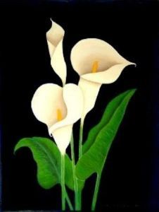 "Arum Lily"