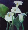 "Arum Lilies"