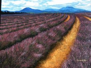 "Lavender Fields 2"