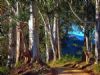 "Forest"