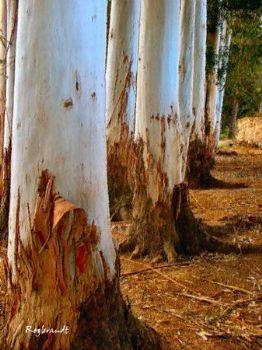 "Trees two"