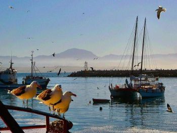 "Boat Mosselbay"