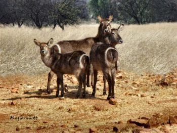 "Waterbuck"