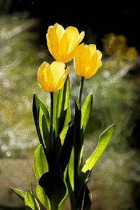 "Tulips - Power (A)"