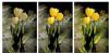 "Tulips-Trinity"