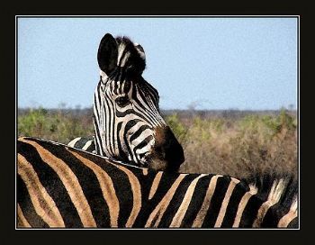 "Zebra Headrest"