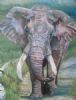 "Kruger Elephant"