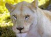 "White Lioness"