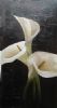 "White Lilies"