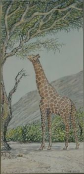 "Giraffe in Kaokoveld - Skeleton Coast"