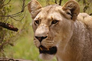 "Lioness"