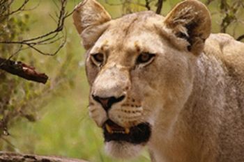 "Lioness"