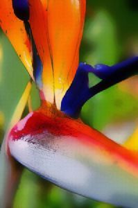 "Strelitzia"