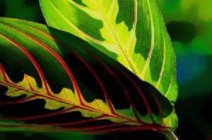 "Prayer Plant"