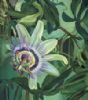 "Passion Flower"