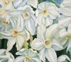 "Narcissi-print only"