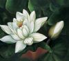 "Waterlily 1-print only"