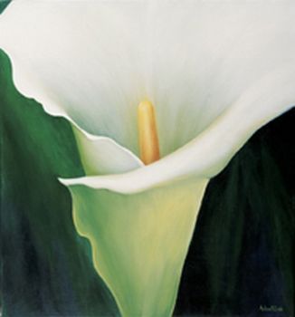 "Single Arum"