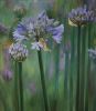 "Agapanthus"