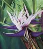 "White Strelitzias"
