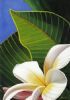 "Frangipani & Blue Sky"