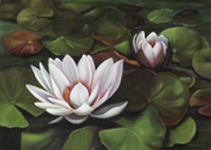 "Waterlily 2"
