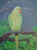 "Roseringed Parakeet - Durban & Sodwana Bay"