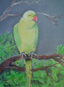 "Roseringed Parakeet - Durban and Sodwana Bay"