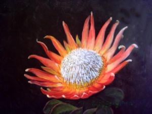 "Protea"