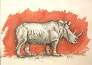 "White Rhino 2 Charcoal Sketch"