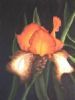"Orange Iris"