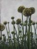 "Allium Cepa"