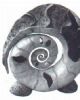 "Nautilus Shell Sculpture"