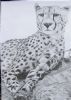 "Cheetah 2"