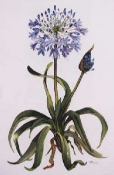 "Agapanthus"