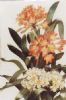 "Clivia"