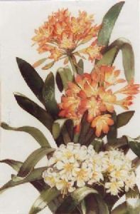 "Clivia"