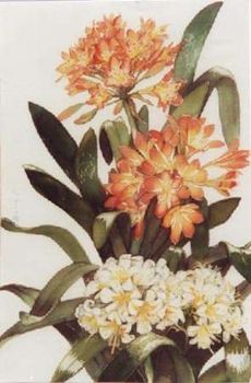 "Clivia"