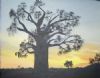 "Baobab Tree - Sunset"