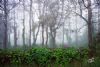 "Misty morning glories"