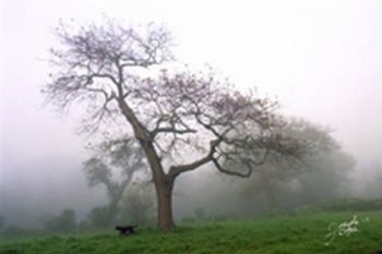 "Dog and Oak"