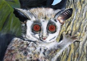 "Bushbaby"