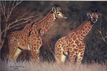 "Juvenile Giraffes"
