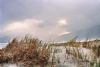 "Dune Grass"