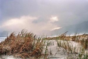 "Dune Grass"