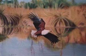 "Fish eagle"