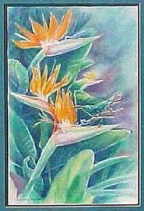 "Strelitzia with Sunbird"