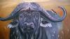 "African Buffalo 2"
