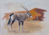 "Gemsbok"