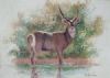 "Waterbuck"